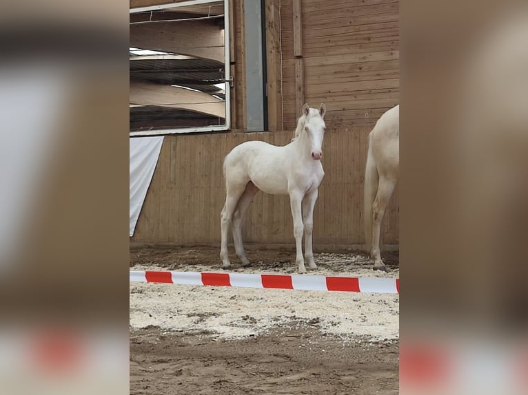 Cavallo da sella tedesco Stallone 2 Anni 156 cm Cremello in Heistenbach