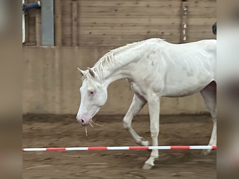 Cavallo da sella tedesco Stallone 2 Anni 156 cm Cremello in Heistenbach