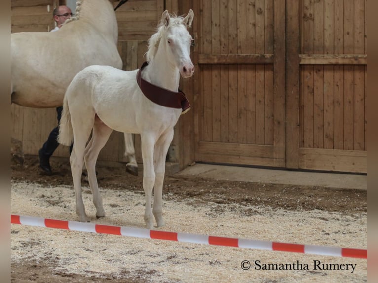 Cavallo da sella tedesco Stallone 2 Anni 156 cm Cremello in Heistenbach