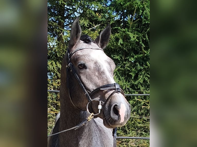 Cavallo da sella tedesco Stallone 2 Anni 158 cm Grigio pezzato in Pfullendorf