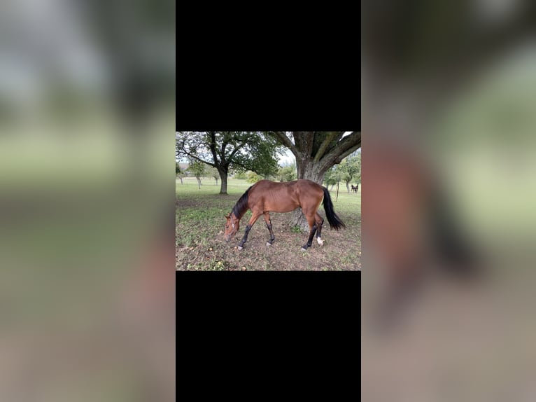 Cavallo da sella tedesco Stallone 2 Anni 170 cm Baio in Königheim