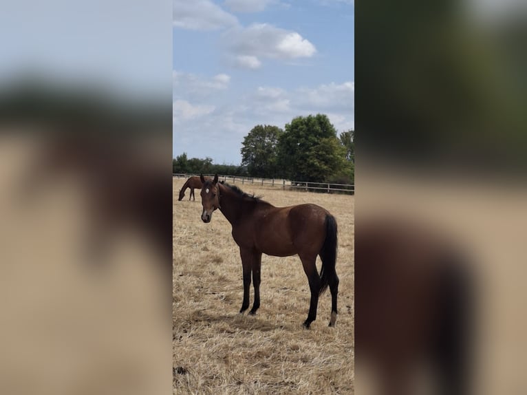 Cavallo da sella tedesco Stallone 2 Anni 175 cm Baio in Graditz