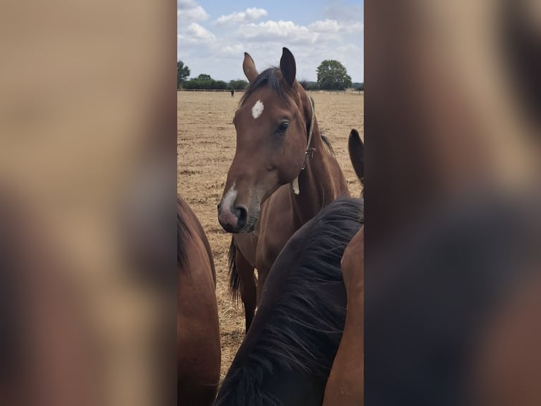 Cavallo da sella tedesco Stallone 2 Anni 175 cm Baio in Graditz