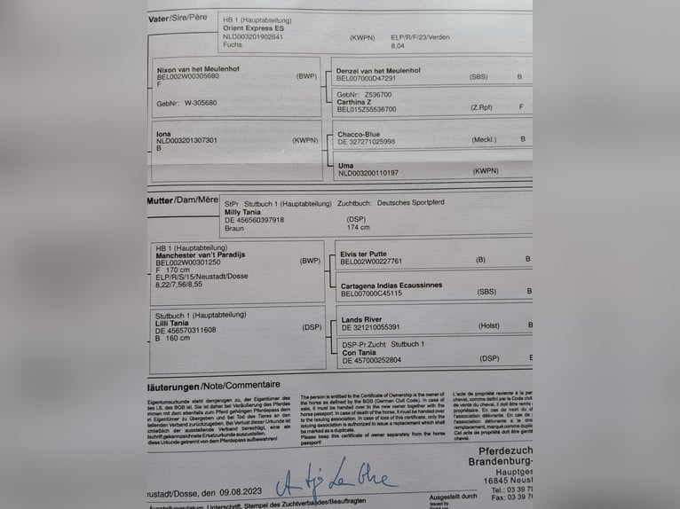 Cavallo da sella tedesco Stallone 2 Anni 175 cm Baio in Graditz