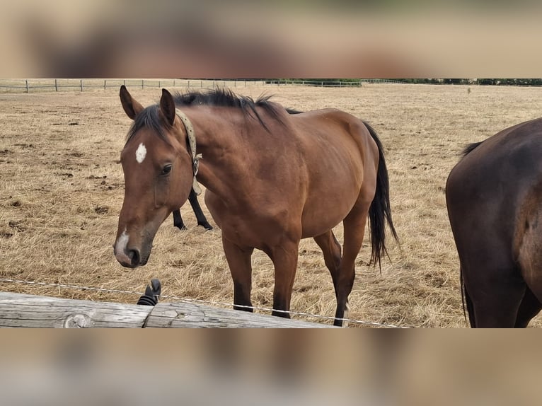 Cavallo da sella tedesco Stallone 2 Anni 175 cm Baio in Graditz