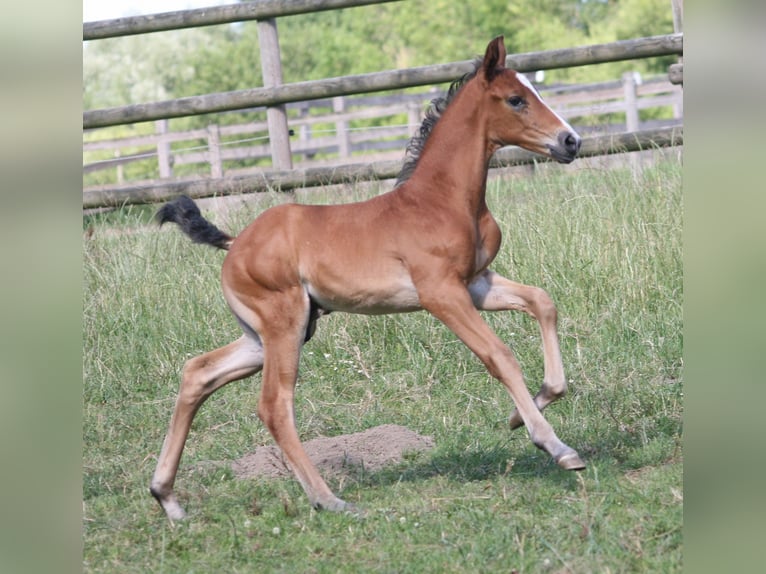 Cavallo da sella tedesco Stallone 2 Anni Baio in Erwitte