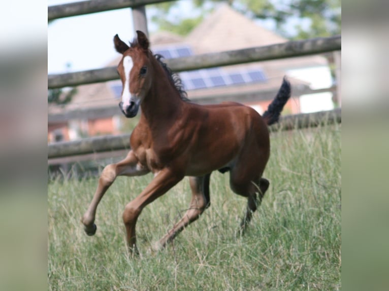 Cavallo da sella tedesco Stallone 2 Anni Baio in Erwitte