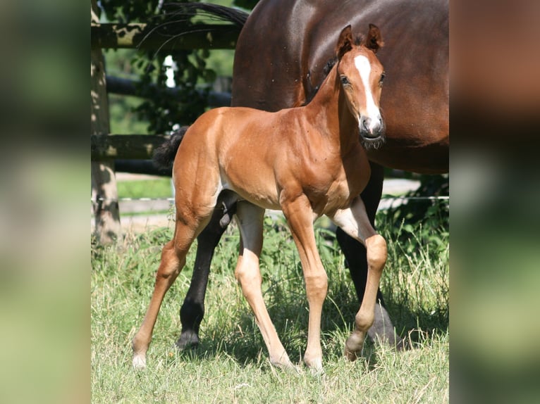 Cavallo da sella tedesco Stallone 2 Anni Baio in Erwitte