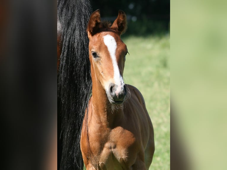 Cavallo da sella tedesco Stallone 2 Anni Baio in Erwitte