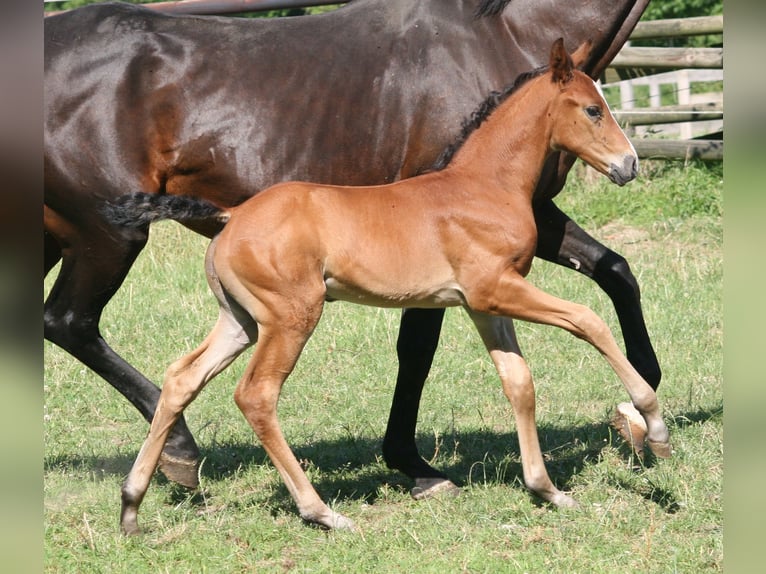 Cavallo da sella tedesco Stallone 2 Anni Baio in Erwitte