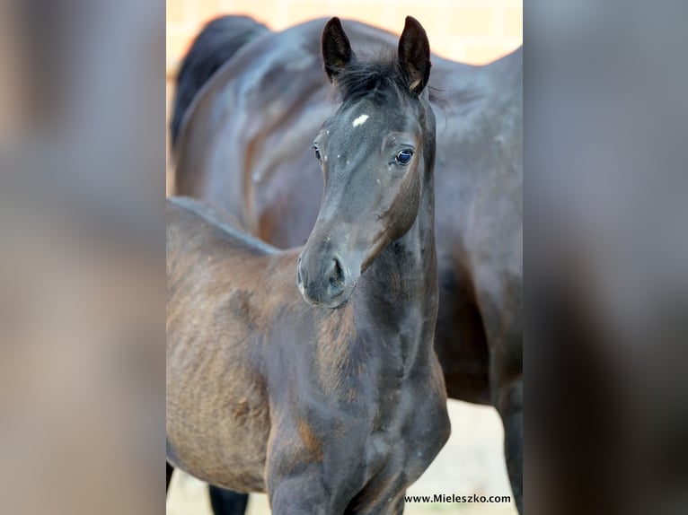 Cavallo da sella tedesco Stallone 2 Anni Baio nero in Paderborn