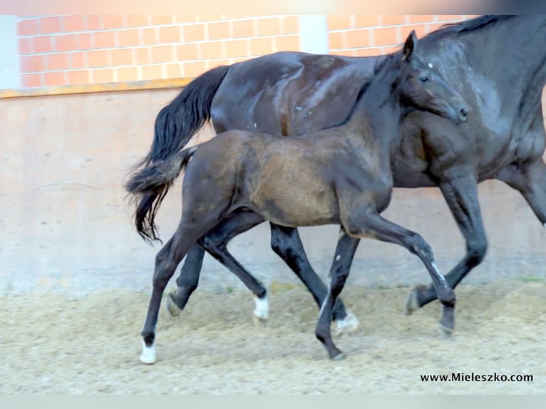 Cavallo da sella tedesco Stallone 2 Anni Baio nero in Paderborn