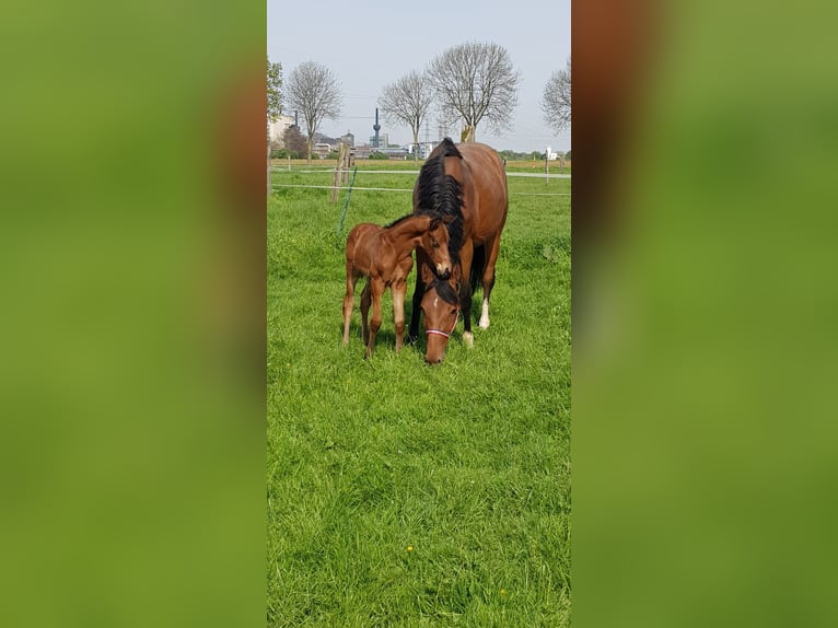 Cavallo da sella tedesco Stallone 2 Anni Baio scuro in Aachen