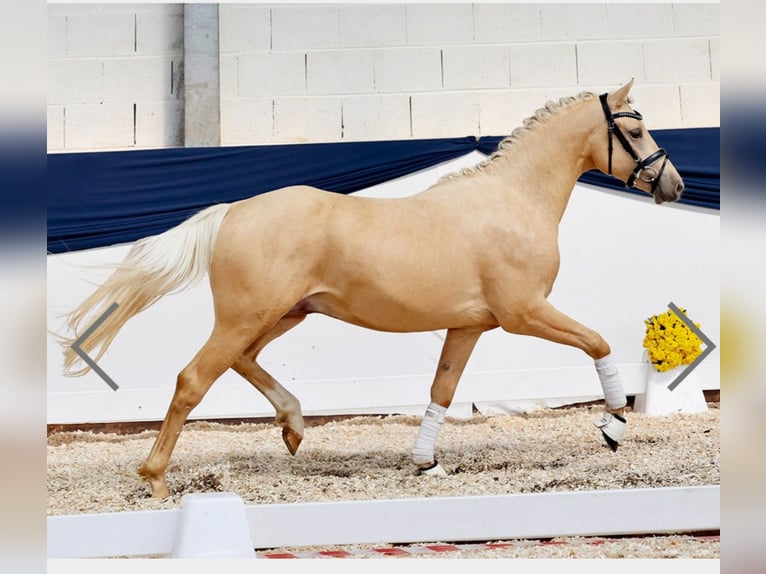 Cavallo da sella tedesco Stallone 3 Anni 147 cm Palomino in Warendorf