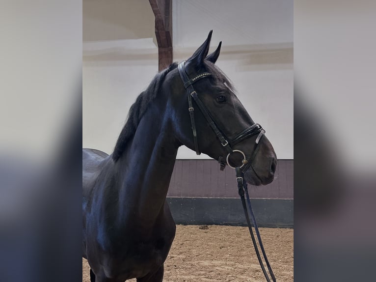 Cavallo da sella tedesco Stallone 3 Anni 168 cm Baio scuro in Wetter (Ruhr)