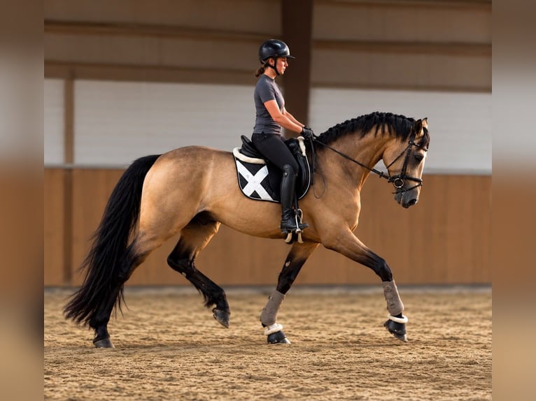 Cavallo da sella tedesco Stallone 3 Anni 169 cm Pelle di daino in Büdingen