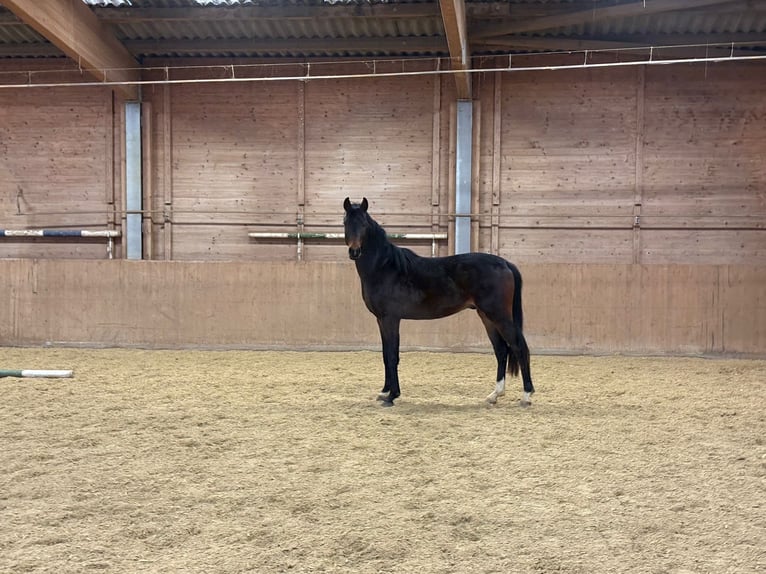 Cavallo da sella tedesco Stallone 3 Anni Baio in Heistenbach