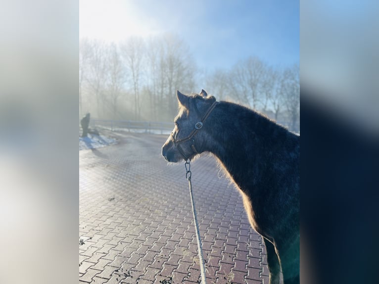 Cavallo da sella tedesco Mix Stallone 4 Anni 137 cm in Ulrichstein