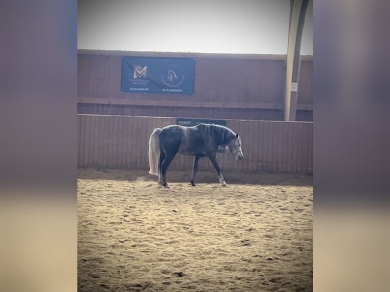 Cavallo da sella tedesco Mix Stallone 4 Anni 137 cm in Ulrichstein