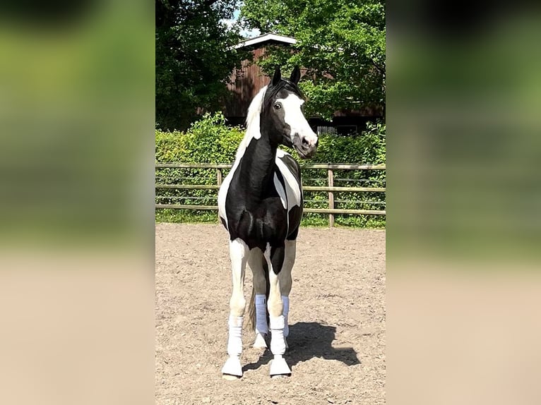 Cavallo da sella tedesco Stallone 4 Anni 175 cm Pezzato in Etgersleben