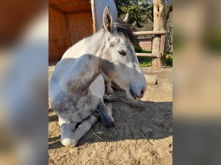 Cavallo da sella tedesco Stallone 7 Anni in Ganderkesee