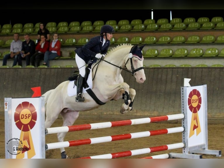 Cavallo da sella tedesco Stallone Cremello in Beaumont pied-de-boeuf