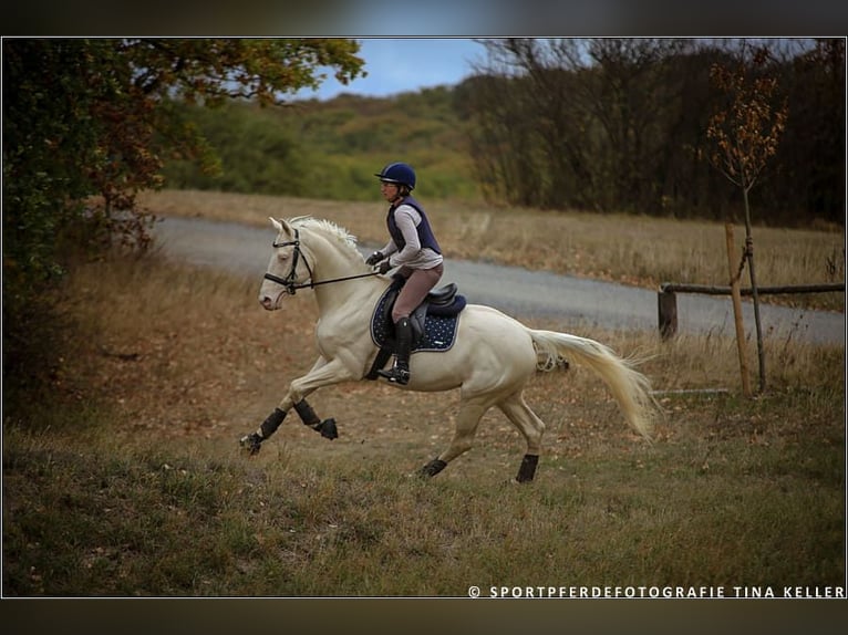 Cavallo da sella tedesco Stallone Cremello in Beaumont pied-de-boeuf