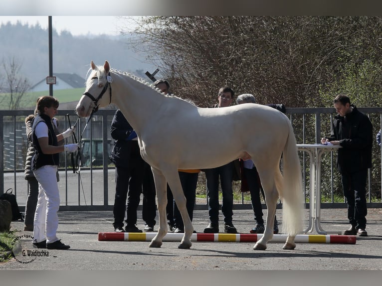 Cavallo da sella tedesco Stallone Cremello in Beaumont pied-de-boeuf