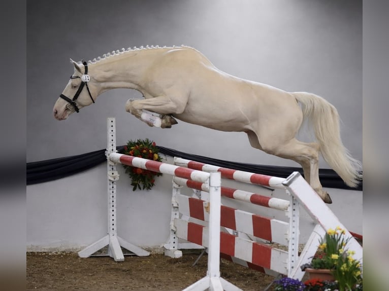 Cavallo da sella tedesco Stallone Cremello in Mücheln (Geiseltal)