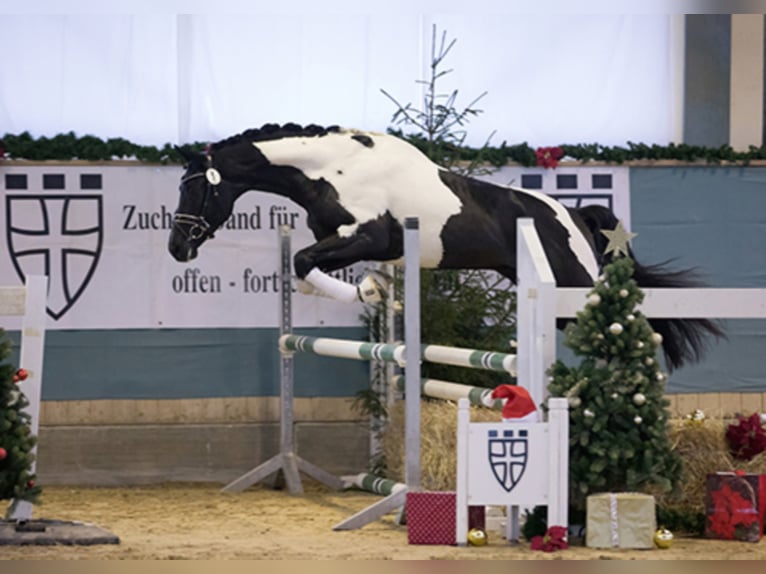 Cavallo da sella tedesco Stallone Pezzato in Etgersleben