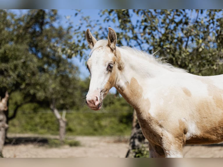 Cavallo da sella tedesco Stallone Puledri (05/2024) 162 cm Pezzato in Friedrichsdorf