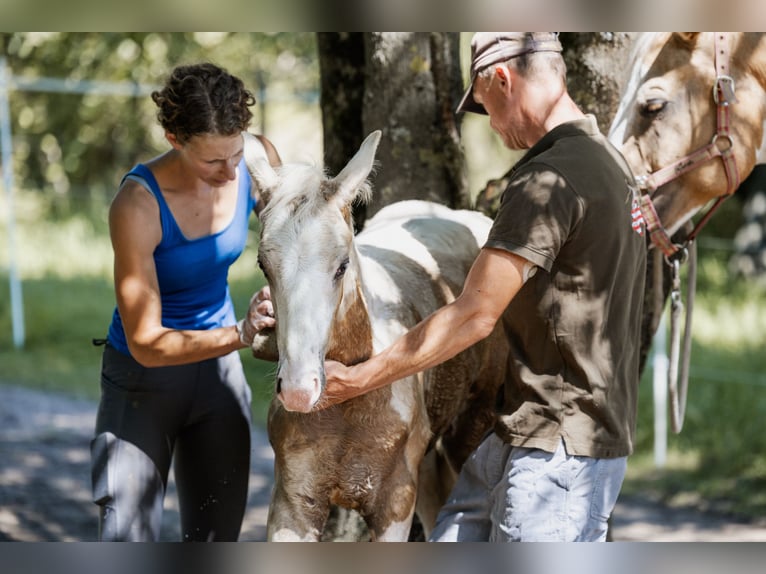 Cavallo da sella tedesco Stallone Puledri (05/2024) 162 cm Pezzato in Friedrichsdorf