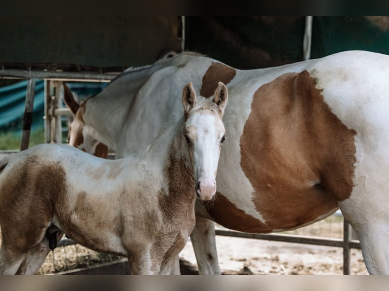 Cavallo da sella tedesco Stallone Puledri (05/2024) 162 cm Pezzato in Friedrichsdorf