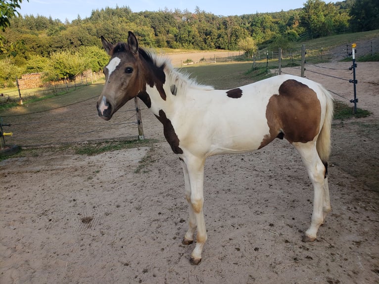 Cavallo da sella tedesco Stallone Puledri (04/2024) 165 cm Pezzato in Sugenheim