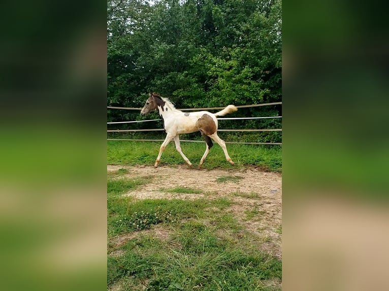 Cavallo da sella tedesco Stallone Puledri (04/2024) 165 cm Pezzato in Sugenheim