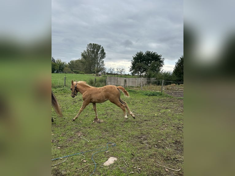 Cavallo da sella tedesco Stallone Puledri (08/2024) 165 cm Sauro in Niederer Fäming