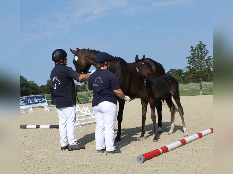 Cavallo da sella tedesco Stallone Puledri
 (06/2024) 167 cm Baio scuro in Naila