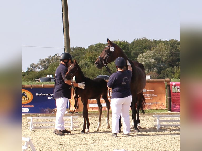 Cavallo da sella tedesco Stallone Puledri
 (06/2024) 167 cm Baio scuro in Naila