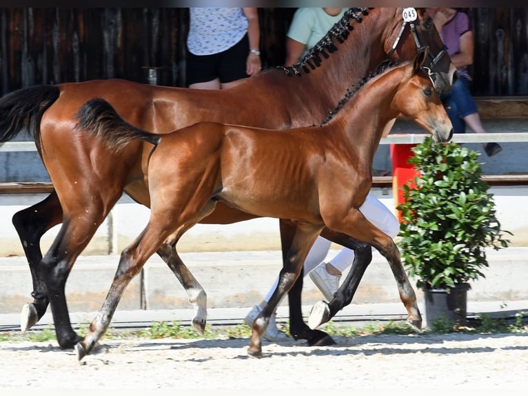 Cavallo da sella tedesco Stallone  168 cm Baio in Königsmoos