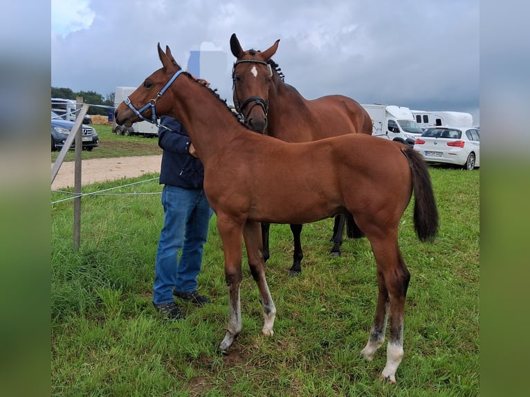 Cavallo da sella tedesco Stallone Puledri (04/2025) 168 cm Baio in Neuler