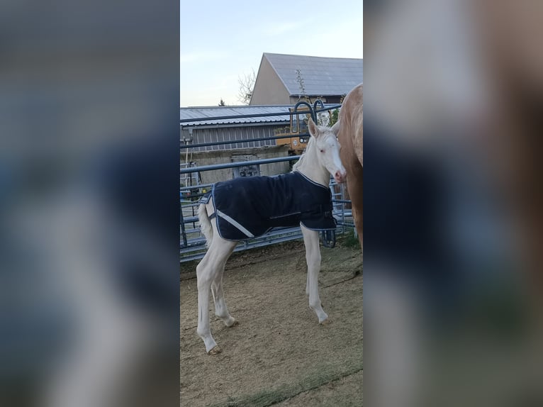 Cavallo da sella tedesco Stallone Puledri (04/2026) 168 cm Cremello in Naundorf