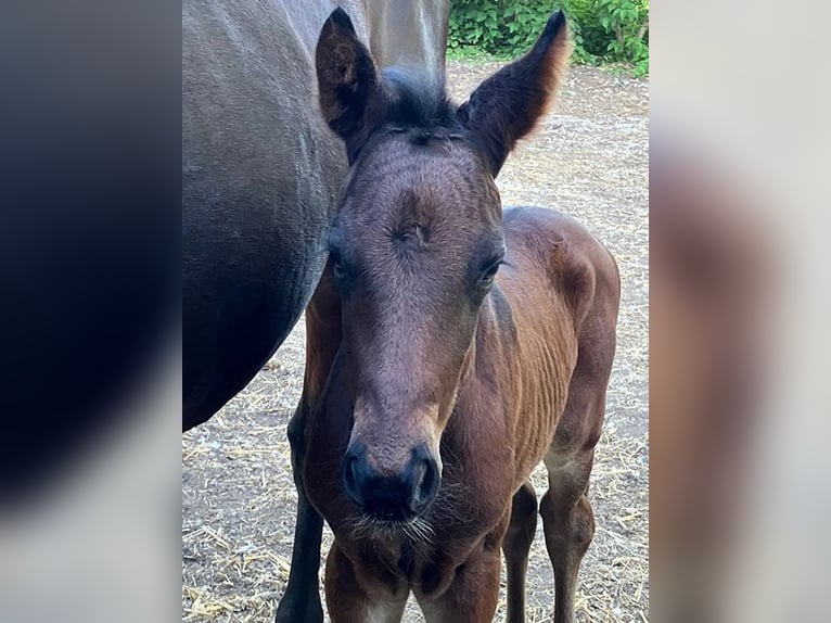 Cavallo da sella tedesco Stallone Puledri (05/2026) 169 cm Baio scuro in Etgersleben