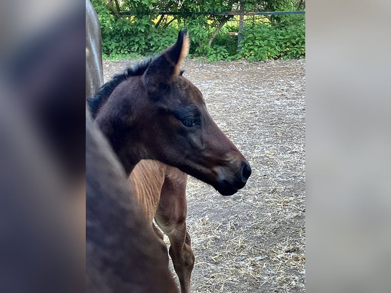 Cavallo da sella tedesco Stallone Puledri (05/2026) 169 cm Baio scuro in Etgersleben