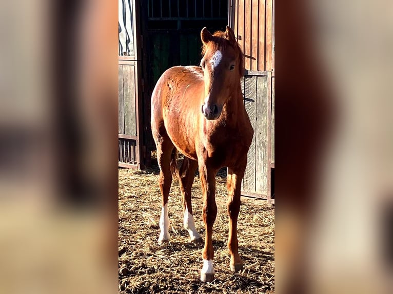 Cavallo da sella tedesco Stallone Puledri (01/2026) 169 cm Sauro scuro in Westeregeln