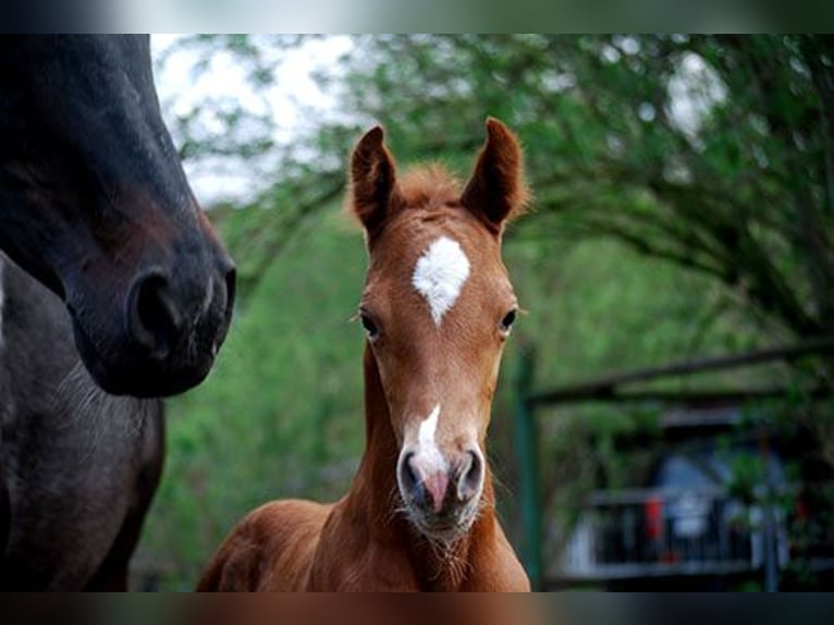 Cavallo da sella tedesco Stallone Puledri (04/2025) 169 cm Sauro scuro in B&#xF6;rde-Hakel OT Etgersleben