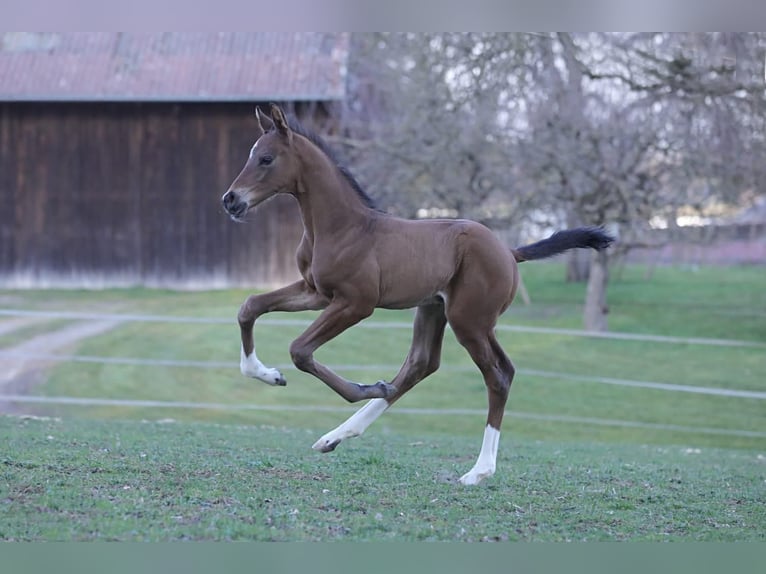 Cavallo da sella tedesco Stallone  172 cm Baio in Bergkirchen