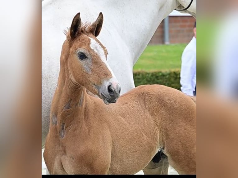 Cavallo da sella tedesco Stallone Puledri (05/2024) 175 cm Grigio rossastro in Rahden