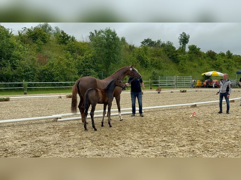 Cavallo da sella tedesco Stallone  Baio in WolfeggWolfegg