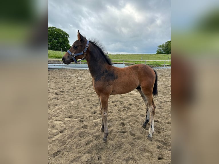 Cavallo da sella tedesco Stallone  Baio in WolfeggWolfegg