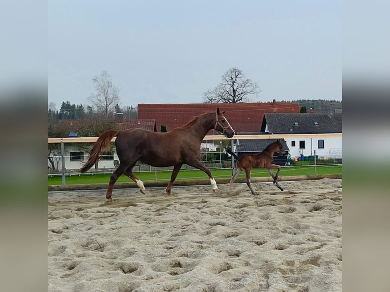 Cavallo da sella tedesco Stallone  Baio in WolfeggWolfegg